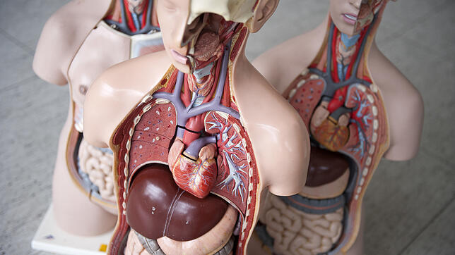 Das Anatomische Modell eines Menschen. Der Bundestag hat eine Widerspruchsregelung für Organspenden abgelehnt, stattdessen sollen Bürger ...