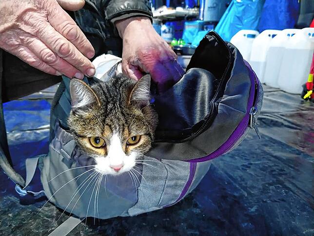 Verängstigt, aber äußerlich unversehrt: eine gerettete Katze.