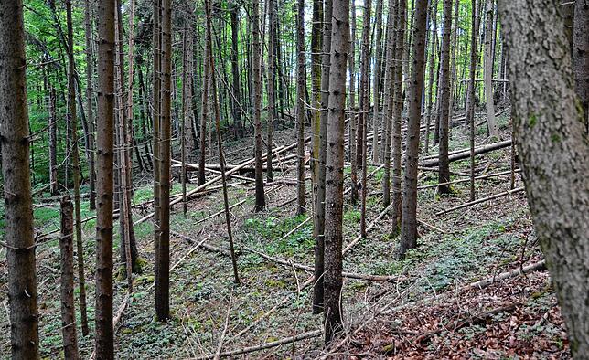 Der von Sturm und Trockenheit gebeutelte Wald am Gehrenberg gibt kein gutes Bild ab.