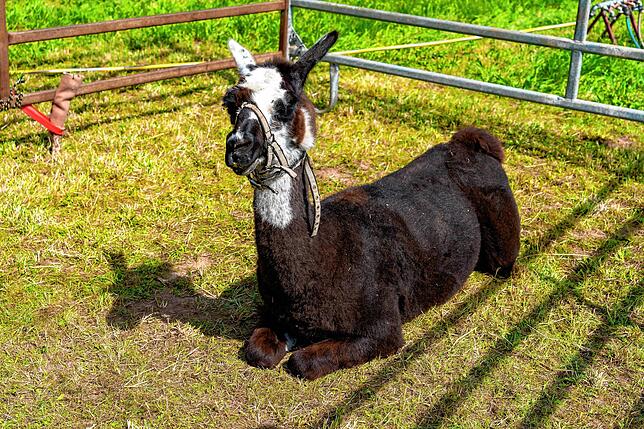 Ein Lama genießt die Sonne in Villingen: Während der Zwangspausen in den vergangenen Monaten erhielt der Zirkus auch viele Futterspenden ...