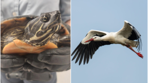 Links: Die Schildkröte, die Mitte August 2025 am Häfler Bahnhof gefunden wurde. Rechts: Symbolbild eines Storchs. Im Juni 2022 prallte ...