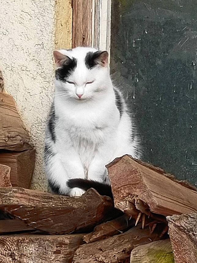 Stolze Katze auf einem Brennholzstoß auf dem Hof.
