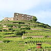 Die Burg Staufen wacht über die Stadt am Fuß des Weinbergs.