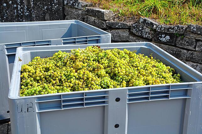 Müller-Thurgau-Trauben vor der Verarbeitung.
