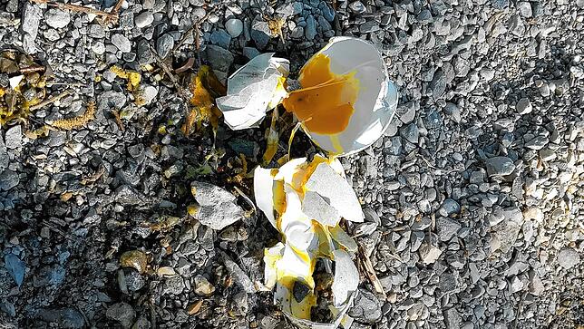 Wer hat die Eier der Schwäne zerstört? Laut Nabu kann es dafür verschiedene Ursachen geben.