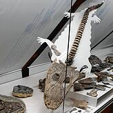Ein Fossil dieses Tiers im Muschelkalkmuseum Ingelfingen.