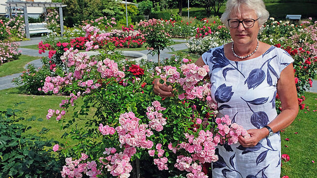 In neuer Blüte und Pracht steht der historische Rosengarten zu seinem 80.&nbsp;Geburtstag. Renate Neumann-Schäfer und den Rosenfreunden ...