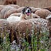 Unser Symbolbild zeigt Schafe auf einer Weide, die von Hunden beschützt werden. In Wieden im Landkreis Lörrach wurde ein Schaf verletzt, ...