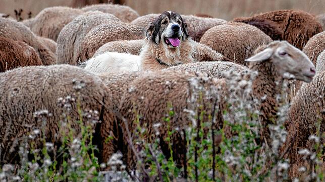 Unser Symbolbild zeigt Schafe auf einer Weide, die von Hunden beschützt werden. In Wieden im Landkreis Lörrach wurde ein Schaf verletzt, ...