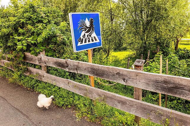 Ein Huhn läuft auf dem Gehweg entlang. Daneben steht ein Verkehrsschild, das Hühner auf einem Zebrastreifen zeigt.