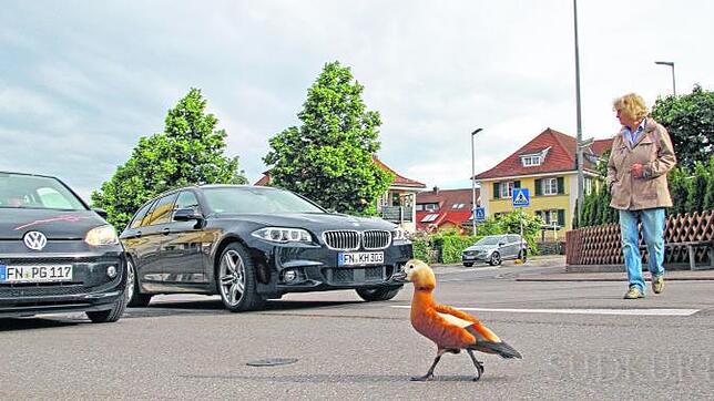 Mutter Rostgans hat keine andere Wahl: Mutigen Schrittes folgt sie ihrem Nachwuchs zum Streifenwagen. Bilder: Hanspeter Walter