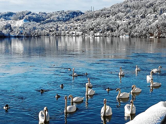 Die schöne Seite des Winters: Nachdem die heftigen Schneefälle am Freitag abgeebbt waren, sorgen blauer Himmel, Schnee und die Schwäne ...