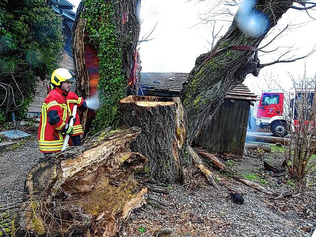 Leider ist der Baum nach dem Feuer nicht mehr zu retten. Er wird stückchenweise abgetragen.