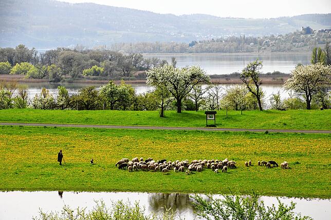 Inmitten von viel Grün und viel Wasser dürfen Peter Blums Schafe weiden. Im Vordergrund ist der Litzelsee zu sehen, dahinter der ...