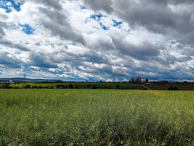 Trotz Trockenheit im Boden strahlt das Feld von Landwirt Patrick Bossert in sattem Grün.