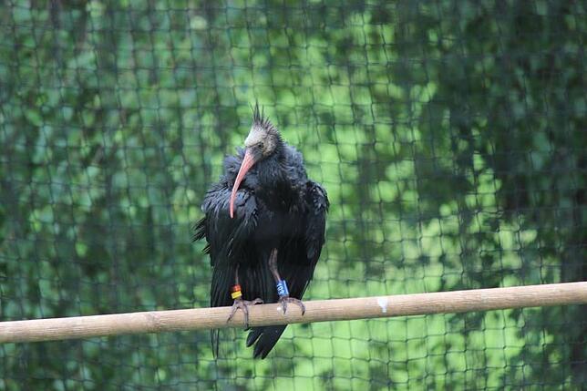 Ein junger Waldrapp aus dem Aufzuchtprogramm, bei dem in Überlingen 31 Vögel auf ihren Flug in die Toskana und die Auswilderung ...