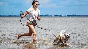 Urlaub mit dem Hund am Bodensee? Das ist möglich! Doch auch wenn der Bodensee ein hundefreundlicher Urlaubsort ist, gibt es einiges zu ...
