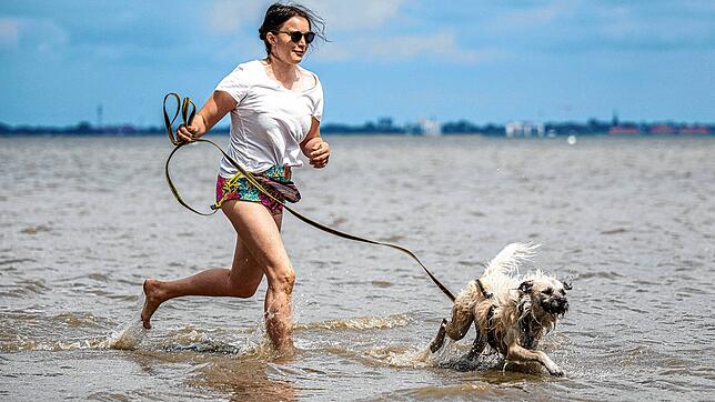 Urlaub mit dem Hund am Bodensee? Das ist möglich! Doch auch wenn der Bodensee ein hundefreundlicher Urlaubsort ist, gibt es einiges zu ...