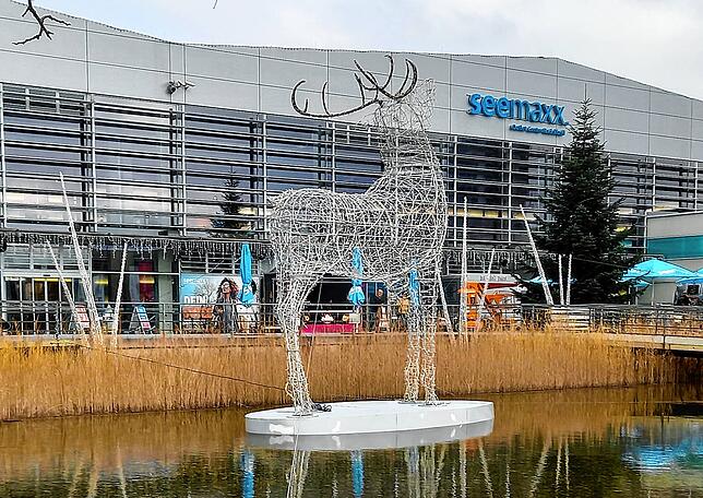 Da steht der Hirsch im Seemaxx-Bassin und röhrt in den Himmel: Weihnachten wird demnach wohl kommen.