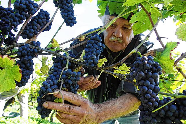 Bei der Weinlese im Weingut Vollmayer am Elisabethenberg am Hohentwiel erntet Erntehelfer Bernardo Gerardo Spätburgunder-Trauben. Bild: ...