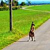 Skippy am Dienstagvormittag auf der Gemarkung Buchenberg, fotografiert von Siegfried Sturm, Jäger und Schreinermeister in Rente.