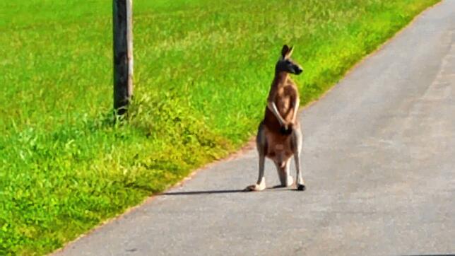 Skippy am Dienstagvormittag auf der Gemarkung Buchenberg, fotografiert von Siegfried Sturm, Jäger und Schreinermeister in Rente.