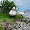 Zwei Höckerschwäne am Wasser im Überlinger Uferpark (Archivbild). Seit einigen Jahren geht die Zahl der Tiere zurück, heißt es vom ...