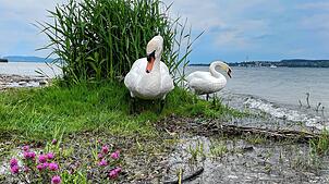 Zwei Höckerschwäne am Wasser im Überlinger Uferpark (Archivbild). Seit einigen Jahren geht die Zahl der Tiere zurück, heißt es vom ...