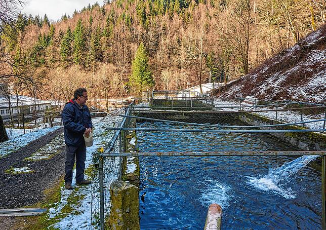 Raubtierfütterung: Im Außenbecken leben ältere Forellen, die Günter Wassmer unter anderem für lokale Gastronomen züchtet. Dank der ...