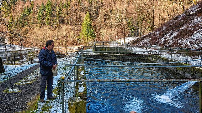 Raubtierfütterung: Im Außenbecken leben ältere Forellen, die Günter Wassmer unter anderem für lokale Gastronomen züchtet. Dank der ...