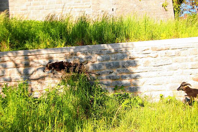 Bild 2: Soayschafe im Dienst der Stadt und der Landesgartenschau