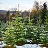 Christbäume zum selbst Schlagen mit vorgemerkten Bäumen in Dettingen.