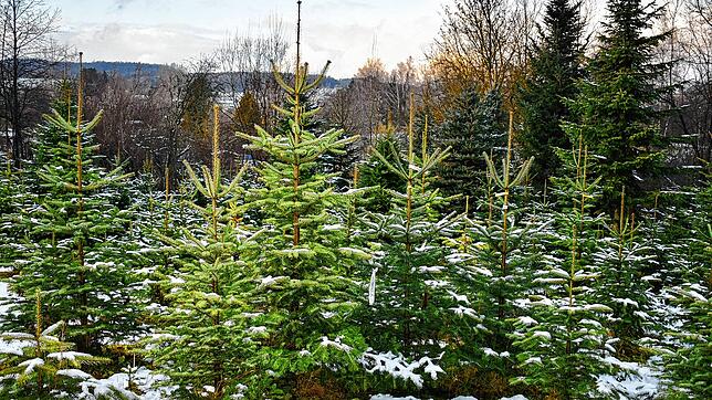 Christbäume zum selbst Schlagen mit vorgemerkten Bäumen in Dettingen.