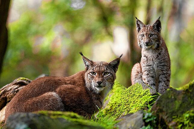 Über Luchs-Besuch konnten sich Anfang des Jahres die Bewohner der Höri freuen. Nur warum kam die Raubkatze überhaupt in die Region?