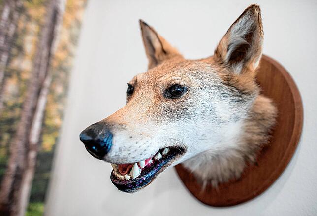 Der präparierte Kopf eines Wolfs, der auch als „Würger vom Lichtenmoor“ bekannt war und im Jahr 1948 erlegt wurde, hängt im ...
