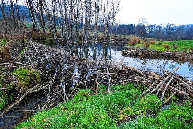 Unter normalen Umständen staut der Biberdamm die Aach nur in überschaubarem Maße; der See oberhalb des Damms ist eher klein und das ...