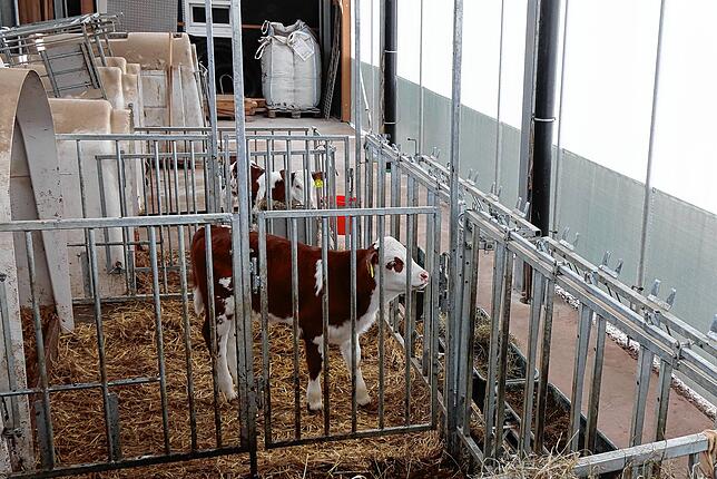 Nachwuchs für den Milchviehbetrieb der Familie Knörle. Jedes Kalb hat eine eigene Box.