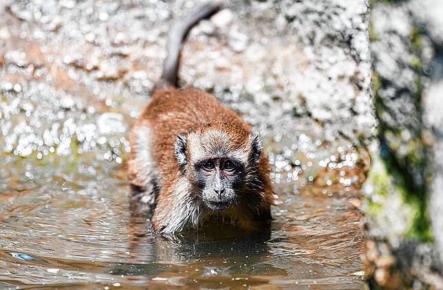 Ein Javaneraffe gönnt sich im Basler Zoo ein erfrischendes Bad.