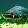 Der Wels ist der größte Süßwasserfisch Europas.