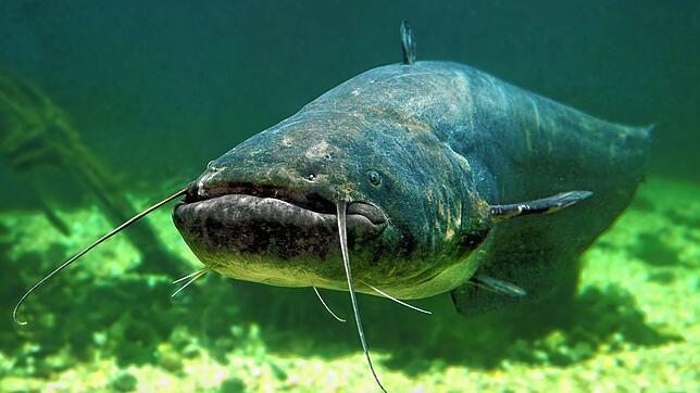 Der Wels ist der größte Süßwasserfisch Europas.