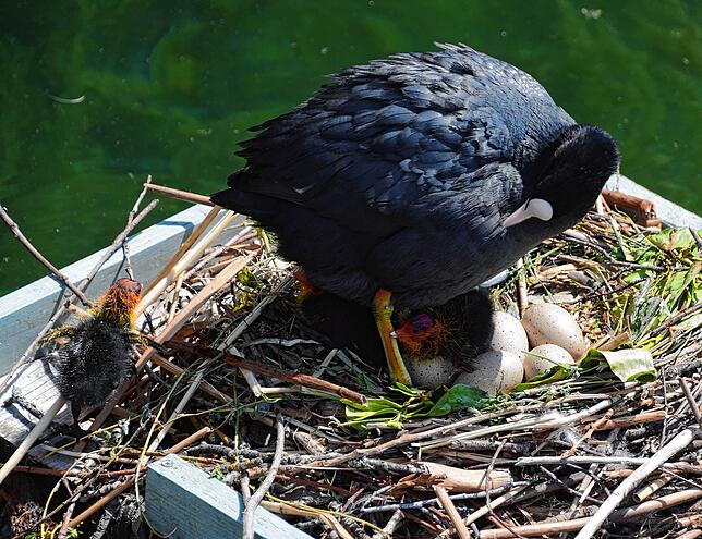 Bild 4: Hallo Welt! Immer mehr Küken bei Familie Blässhuhn auf dem Minifloß im Bodmaner Hafen schlüpfen