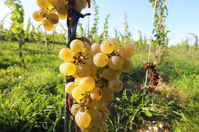 Trauben mit Tau kurz vor bevor sie gelesen wurden auf dem Weingut von Georg Dreher in Meersburg.
