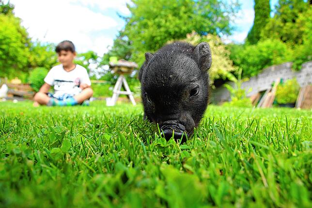 Jano beobachtet Rudi Rüssel auf der Wiese im Garten. Das Minischwein-Ferkel ist der Star der Nachbarschaft.