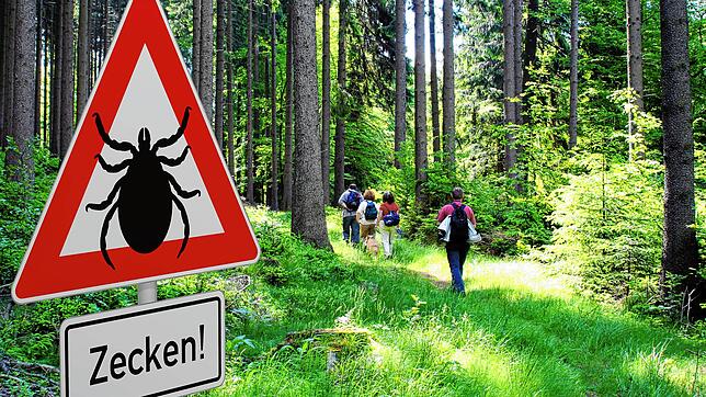 Symbolbild: Zeckenwarnung in gefährdetem Waldgebiet