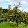 Auf der Baar darf wieder kostenlos Obst aufgelesen und von markierten Bäumen gepflückt werden. Zu den freigegebenen Bereichen in ...