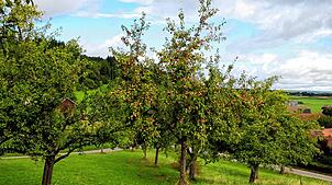 Auf der Baar darf wieder kostenlos Obst aufgelesen und von markierten Bäumen gepflückt werden. Zu den freigegebenen Bereichen in ...
