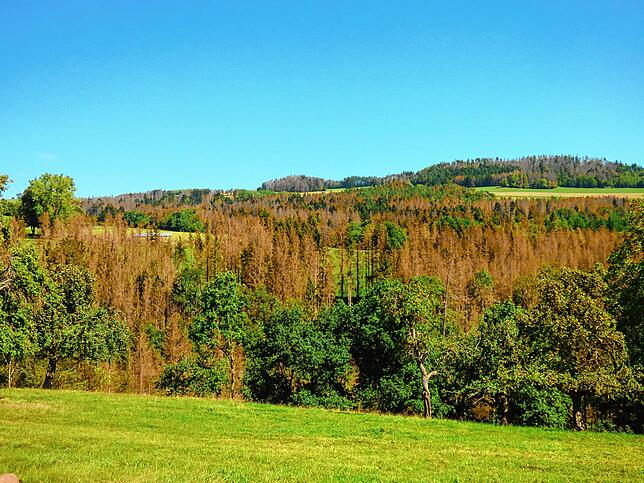 Totes Holz: Im Bereich Indlekofen und Weilheim sind vom Fichtensterben ebenfalls große Flächen betroffen. An diesem Hang sieht man tote ...