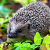 Ein Igel in einem Garten. Viele Tiere leiden während langanhaltender Trockenheit unter Durst.