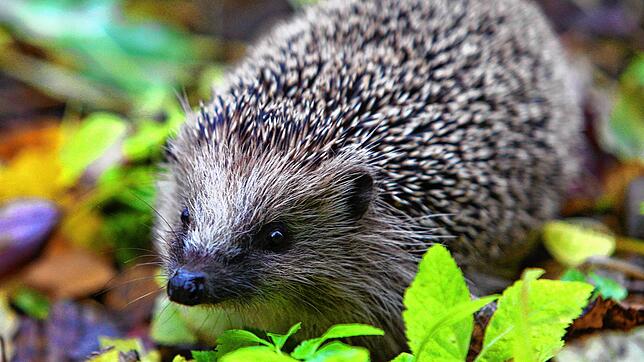 Ein Igel in einem Garten. Viele Tiere leiden während langanhaltender Trockenheit unter Durst.