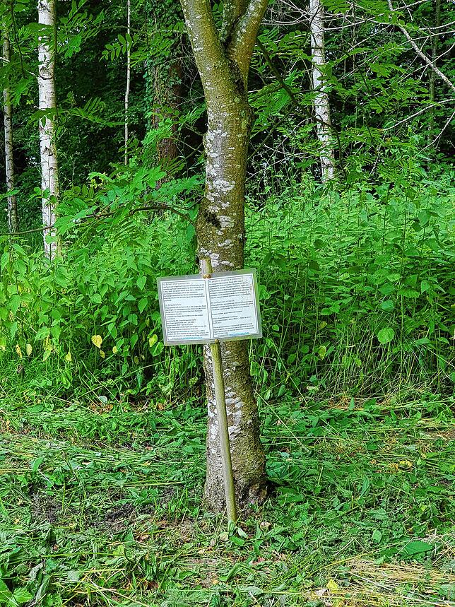 Ein Gedenkbaum an der Absturzstelle. Als Franz Wohnhaas die Gedenkstätte besuchte, war es ihm nicht möglich, wegen der Brennesseln so ...